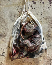 Roadkill Opossum in a Bag