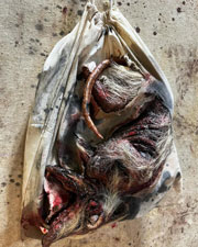 Roadkill Opossum in a Bag